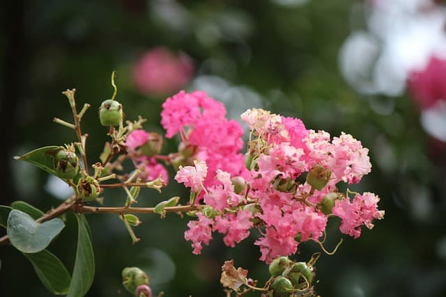 crepe myrtle g76fae2ff0 640