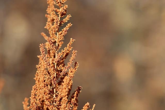 dried flowers g7b450c61c 640