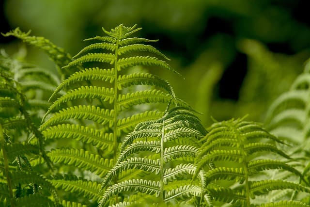 ferns g248ad6f9a 640