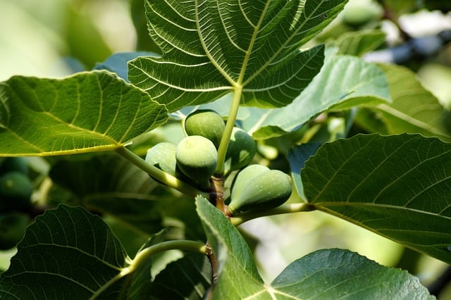 fig tree g156870f53 640