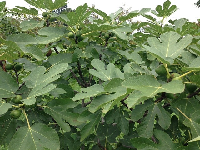 brown spots on my fig tree leaves