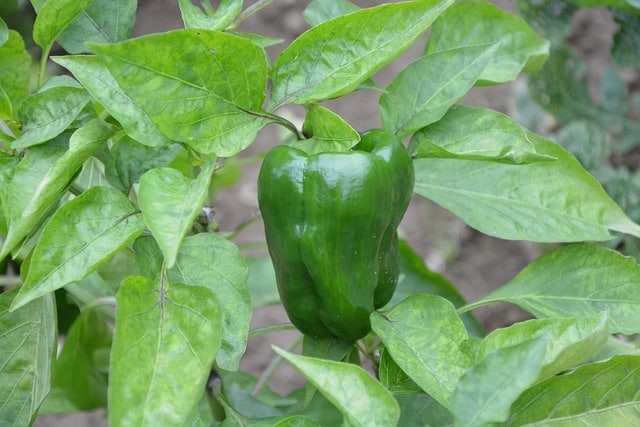 brown spots on pepper leaves