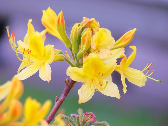 honeysuckle azalea gdfe961866 640