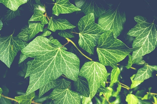 brown spots on ivy leaves