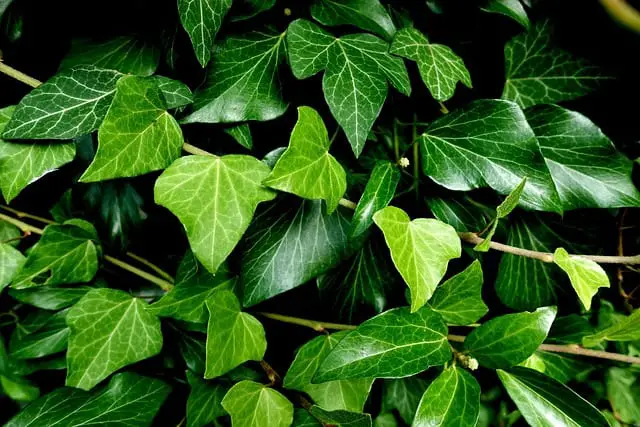 Black Spots on Ivy Leaves