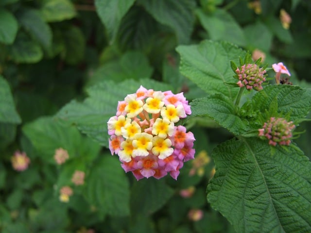 Black Spots on Lantana Leaves: 8 Causes, Solutions & Best Care Tips