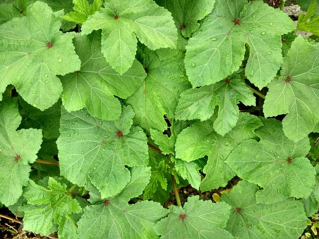 brown spots on okra leaves