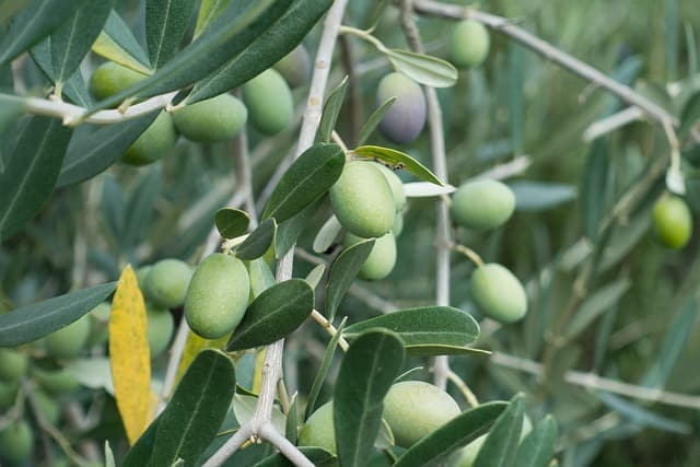 olive gce14bd13c 640