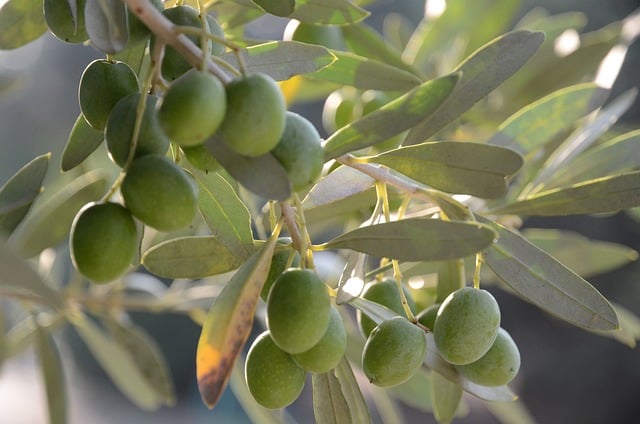 olives gd22f9f34f 640