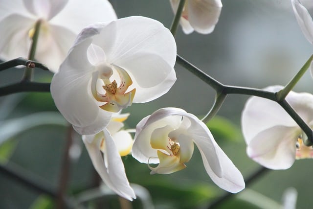orchid g71d2b1700 640