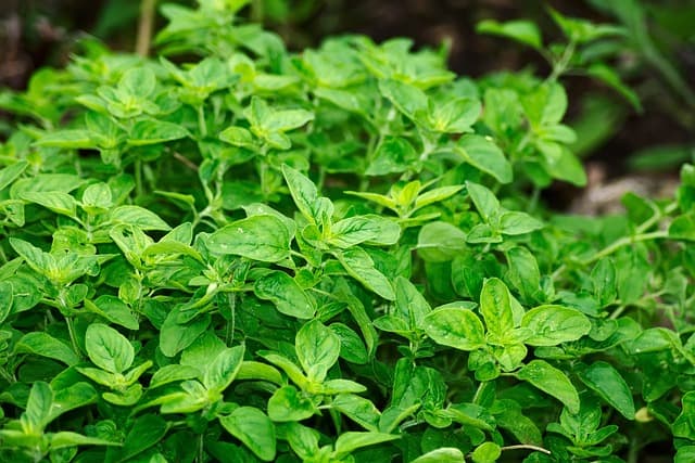 oregano g1863c566d 640