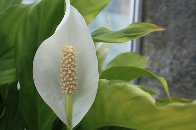 peace lily gb71646837 640