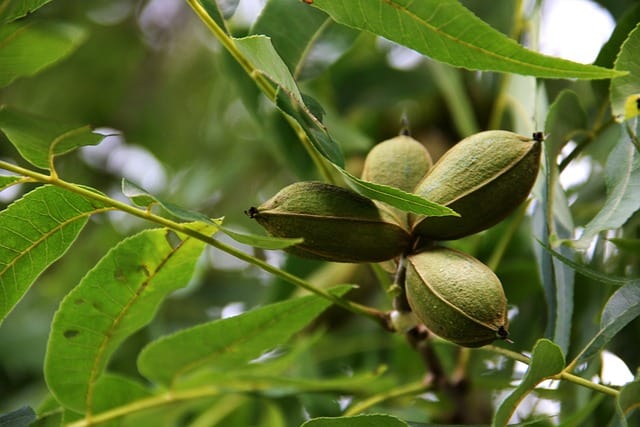 brown spots on pecan tree leaves