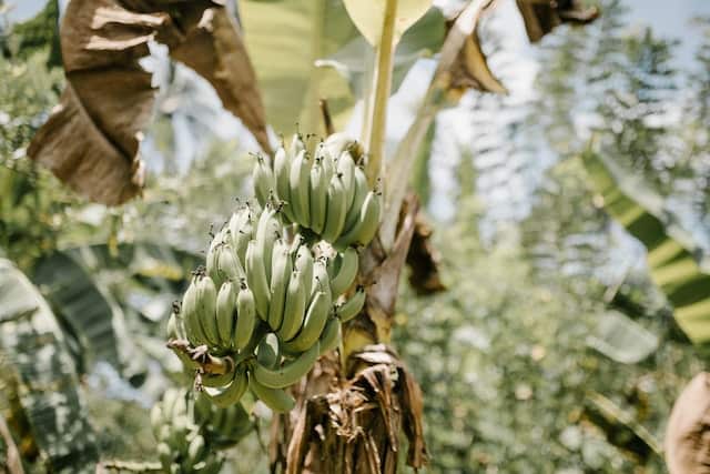 Banana Plant Dying