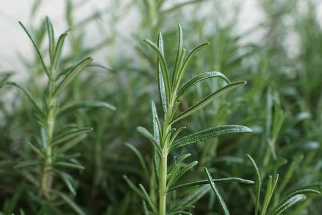 rosemary g0b24d672e 640