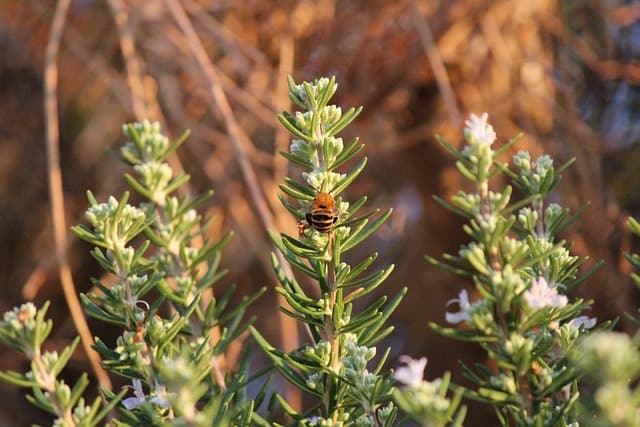rosemary g37ef95884 640
