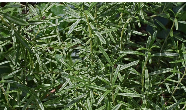 brown spots on rosemary leaves