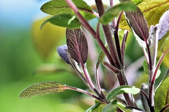 why does my autumn sage plant have brown spots