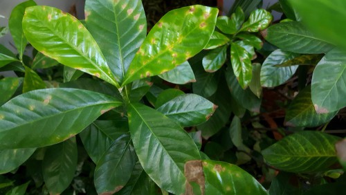 brown spots on jasmine leaves