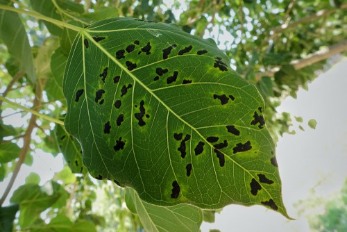 Black Spots on Fig Tree Leaves