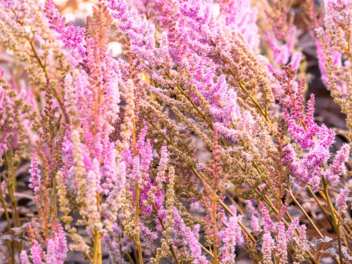 Astilbe Flowers Turning Brown