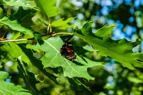 black spots on oak leaves