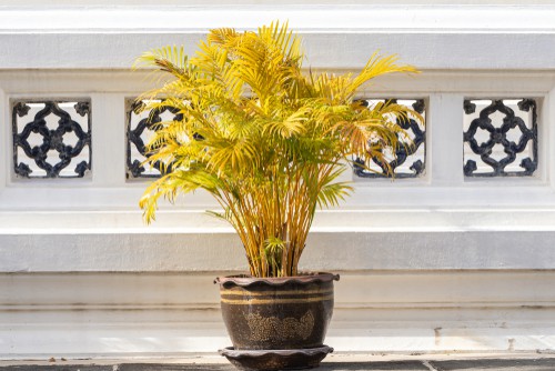 Areca Palm Turning Yellow