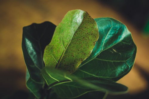 brown spots on leaves of fiddle leaf fig