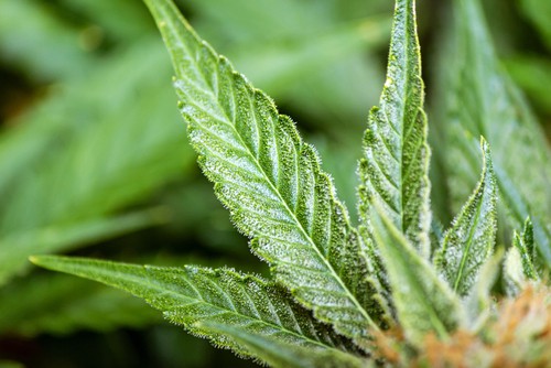 Black Spots on Fern Leaves