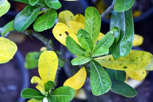 Adenium Leaves Turning Yellow