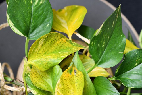 brown spots on leaves pothos