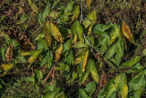 Arrowhead Plant Brown Spots on Leaves
