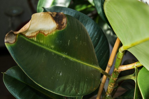 brown spots on rubber plant leaves