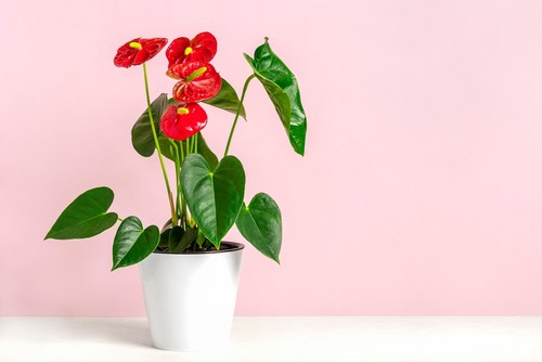 Anthurium Turning Yellow