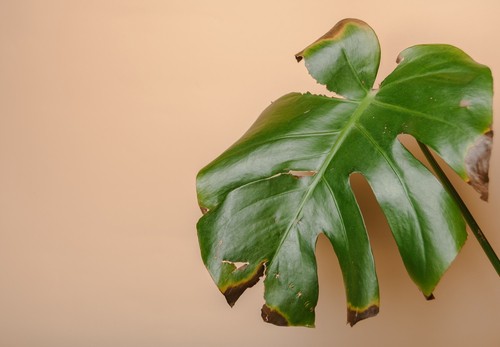 Black Spots on Houseplant Leaves