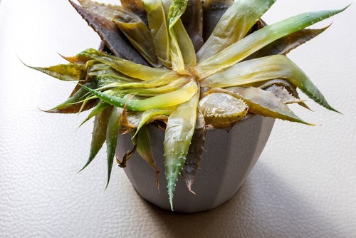 Aloe Plant is Dying