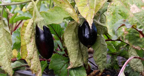 brown spots on eggplant leaves
