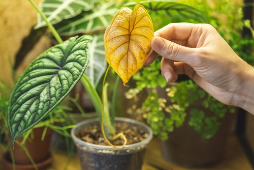 Alocasia Plant Drooping