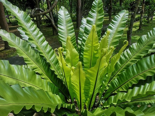 Bird's Nest Fern Leaves Turning Yellow