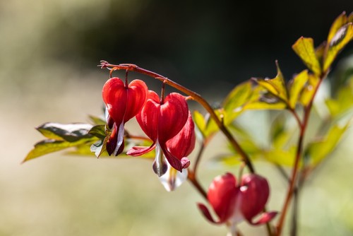 bleeding heart plant turning yellow