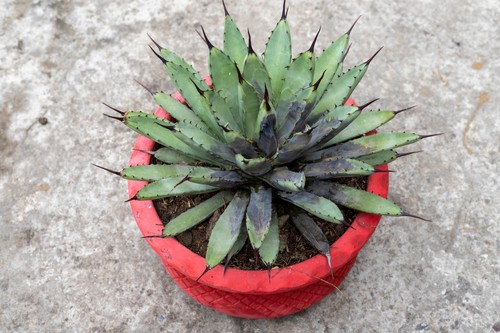 Agave Plant Dying: Causes, Solutions & Best Care Tips