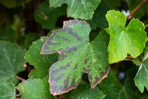 brown spots on grape vine leaves