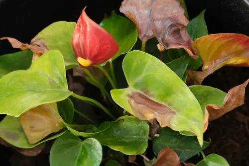 Anthurium Leaves Brown Spots