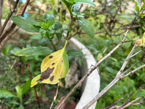Basil Brown Spots on Leaves