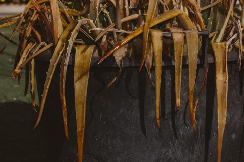 Aloe Vera Plant Leaves Drooping