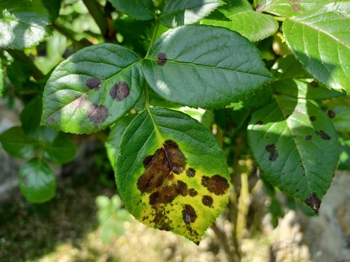 Black Spots on Flower Leaves