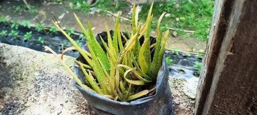 Aloe Vera Plant Drooping