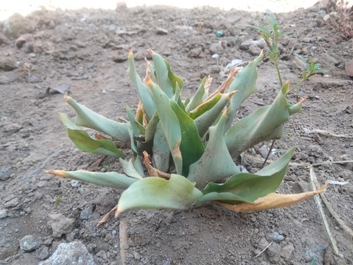 Agave Turning Yellow