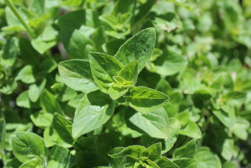 black spots on oregano leaves