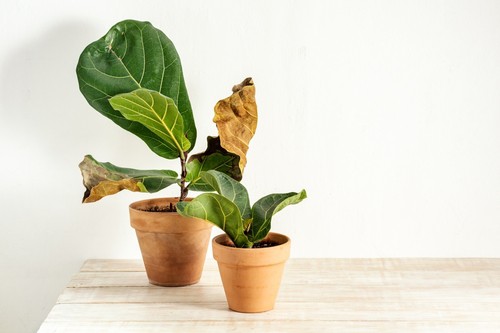 brown spots under fiddle leaf fig leaves